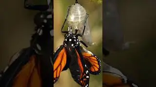From egg to caterpillar to butterfly! 