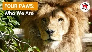 FOUR PAWS: Who We Are & What We Do | FOUR PAWS USA