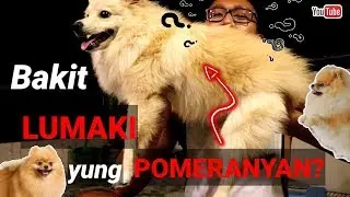 Asong Binili Namin Sa Cartimar Pet Shop 🐕 | PureBreed or CrossBreed❓ | Dog Lover ❤