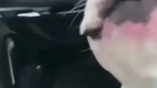 Наша собака запевает припев к песне (собачьи песни)