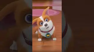 Знакомьтесь! Корги по имени Моко!