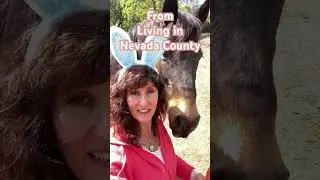 🐇HOP into Real Estate with Cheyenne #grassvalley #nevadacity #pennvalley #livinginnevadacounty