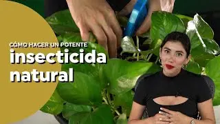 Potente insecticida con café para eliminar hormigas y pulgón de tus plantas | PLANTÍVORAS