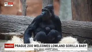 Prague Zoo welcomes the birth of critically endangered western lowland gorilla