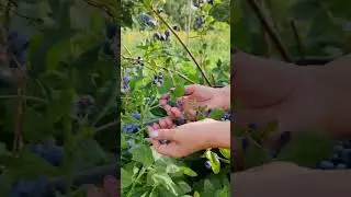 #саженцыголубики