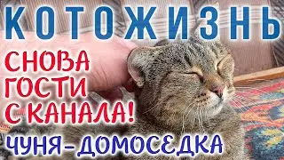 И СНОВА ГОСТИ С КАНАЛА!🔸ЧУНЯ СТАЛА ДОМОСЕДКОЙ😻КОТОЖИЗНЬ!