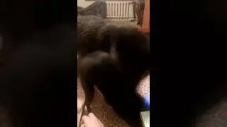 Когда волку хочется играть, и всех достал уже 😅/Фенрир получает люлей от Баярда