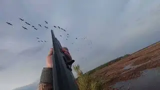 Охота на гуся в Карелии. Только налёты. 