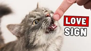 10 REALLY WEIRD Ways Your Cat Says 