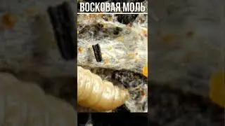 Восковая моль. Причины появления и признаки поражения паразитом  