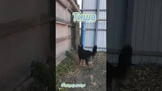 Пёсик 🐶 Тихон