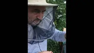 Собираю пробы, трясём рои,  так и живём. Juli 2024