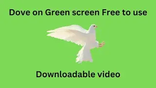 white dove fly green screen animals animation chroma key pigeon green screen | bird green screen