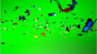 Butterflies fly 🦋 | green screen | footage | Animation | Download | №317