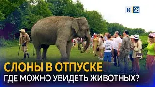 🐘В Сочи слоны проводят отпуск после гастролей