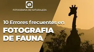 ERRORES frecuentes en FOTOGRAFIA DE FAUNA y cómo solucionarlos