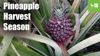 Pineapple Harvest Season