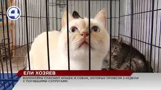 Ели трупы хозяев: в квартире обнаружили тела супругов и их питомцев
