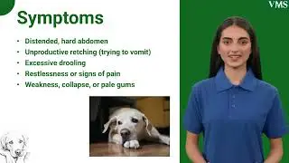 Gastric Dilatation and Volvulus in Dogs