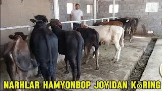 Boqma va yosh buqalar +99893.954.94.94 narhlari arzon joyidan ulgurib qoling