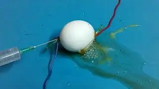 Experiment: Egg VS 220 Volts Reaction || Mr. craper