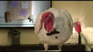 Steve Jobs is dead a turkey Killed him # Exclusive