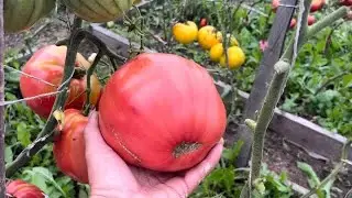 Конец сезона заканчивается, а томаты нет. Обзор томатов.