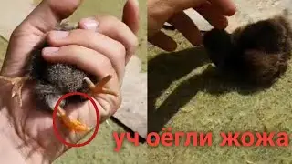 Уч оёгли жожа