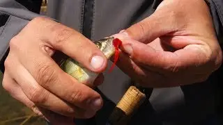 Bass catching from shore to ultralight Training before competitions