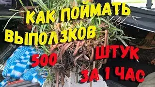 Как поймать выползков для ловли сома