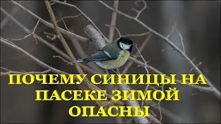 📕 Почему синицы на пасеке зимой опасны 📕