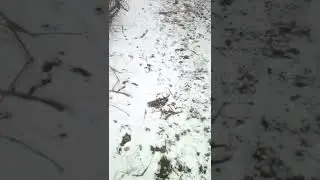 февраль. поздняя зима.