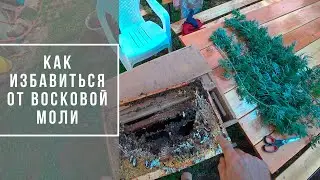 Восковая моль в улье - как надежно сохранить сушь и избавиться от моли? | Блог 