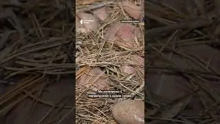 Життя на хуторі. Як зберігають харчі взимку 