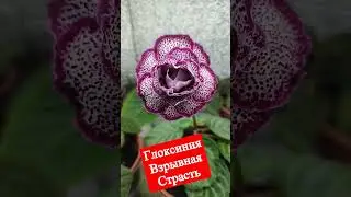 Глоксиния ЛП Взрывная страсть 