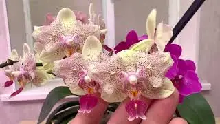 макушки орхидей ЖИРУЮТ // мотивационное видео про орхидеи и корни