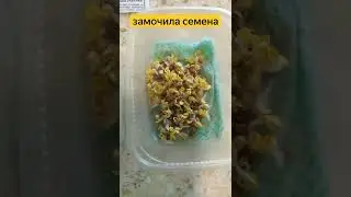 Редис на ранний урожай.