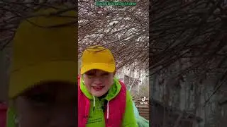 Верба цільнолиста Пендула, щеплена на штамбі. 