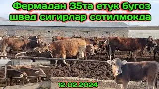Китоб туманида 2чи 3чи КОРИНГА ЕТУК БУГОЗ ШВЕД СИГИРЛАР ВА 100ТА БУЗОК 