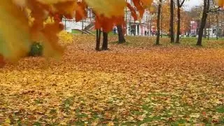 У БЕРЕЗ и СОСЕН