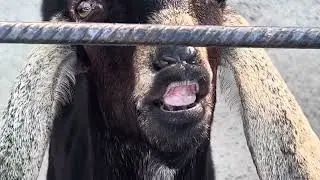 Смешной козлик, который плюётся и фыркает / парк львов Тайган