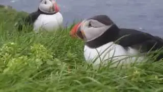 Puffin in macro mode. Mykines. Faroe Islands.