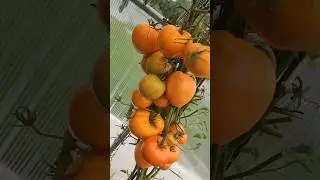 Этот томат точно любовь! Сажаю ежегодно и всегда 10-15 килограмм с куста#помидоры #удобрение #огород