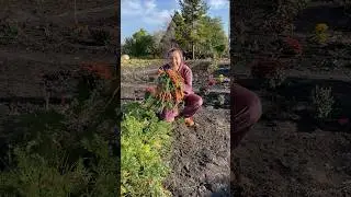 Как в несколько раз ускорить всходы семян моркови😍👍