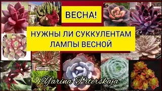 Весна! Нужны ли суккулентам лампы весной.