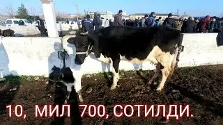 КУЙЛИК  ЧОРВА  МОЛ  БОЗОРИ  НАРХЛАРИ