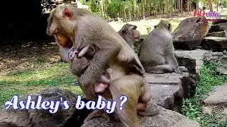 How sweetheart pigtail Ashley catch & grooming cute baby monkey Maci look so sweet