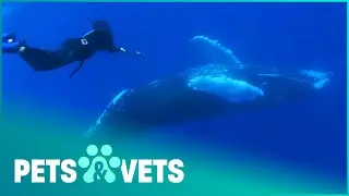 Diving With Majestic Humpback Whales | Ocean Vet