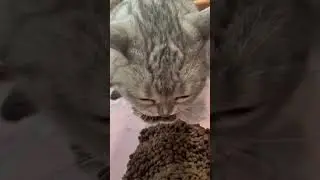 котик ест с большим аппетитом 