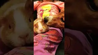 Дружба морской свинки и собаки. Милые питомцы. Guinea pig and dog. Cute pets 